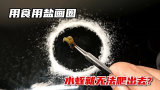 离谱！用盐画个圈，再把“水蛭”放圈中，会被永远禁锢在圈内?