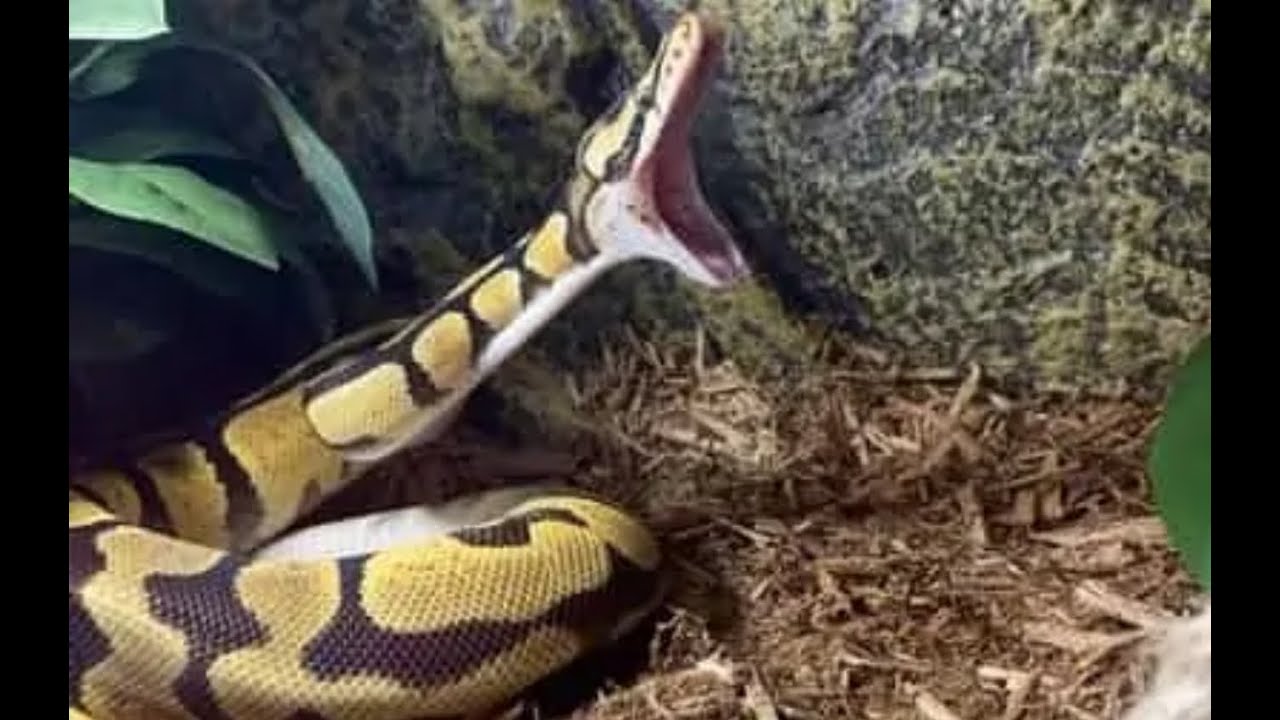Feeding Ball Pythons Youtube