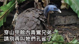 穿山甲館內青鸞兄弟~請別再叫牠們孔雀了