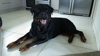 HARDRADA ROTTWEILERS IN NZ