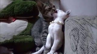 НЕПРИЛИЧНО СМЕШНЫЕ КОТЫ и КОШКИ🙀 ЛУЧШИЕ ПРИКОЛЫ С ЖИВОТНЫМИ 2021😂 | УГАРНЫЕ ПИТОМЦЫ😼🐶🐷