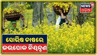 Annadata | ସୋରିଷ ଫସଲରେ ସମନ୍ବିତ ପଦ୍ଧତିରେ ରୋଗପୋକ ନିୟନ୍ତ୍ରଣ