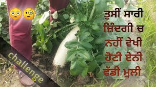 Biggest radish... ਸੱਭ ਤੋਂ ਵੱਡੀ ਮੂਲੀ