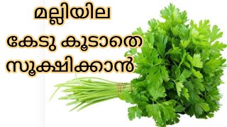 how to store coriander leaf/ മല്ലിയില കേടു കൂടാതെ സൂക്ഷിക്കാം /