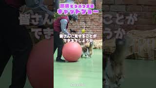 うちの子やれば出来るんですキャットショー那須どうぶつ王国 #動物園 #猫