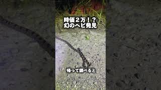 【幻のヘビ発見】飼育欲MAXシロマダラ真夜中の昆虫採集In墓地サイドマウンテン