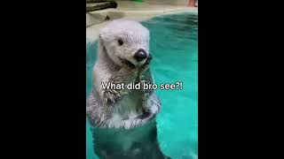 Why is bro making that face?! #shorts #seaotter #makethisgoviral