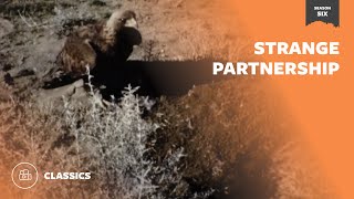 Strange Partnership | Mutual of Omaha's Wild Kingdom