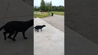 playing fetch with my dog #cutedog #dog #fetch #fun #goofy