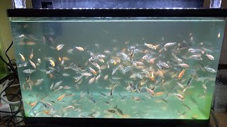 大量の錦鯉の稚魚がヤバすぎた結果