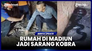 CERITA RUMAH SEORANG WARGA DI MADIUN JADI SARANG ULAR KOBRA