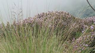 Neelakurinji at Kolukkumalai