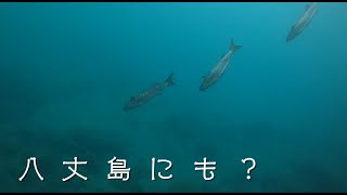 【八丈島・神湊港】この島にもボラが住んでいる【水中映像で学ぶ釣り】