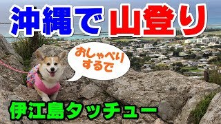 【犬連れ沖縄旅行】コーギー ミーナス　沖縄で山登り@おしゃべりミーナス【伊江島タッチュー/城(ぐすく)山】Okinawa traveling with Corgi