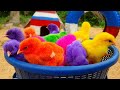 Catching chickens, Cute Chickens, Colorful Chickens, Rainbow Chickens,animal cute