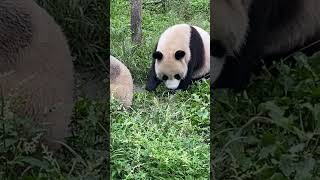 灵岩迈迈小时候在一起的片段！ #panda #大熊貓