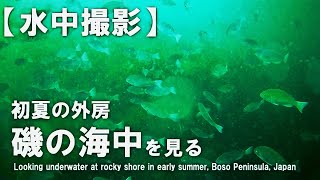 Looking underwater at rocky shore in early summer, Boso Peninsula, Japan