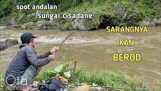 sarangnya ikan berod mancing di sungai cisadane bogor