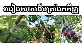 របៀបសាកដើមត្របែកគីឡូ - my agriculture