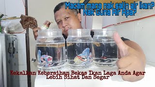 Teknik Salin Air Ikan Laga Bagi Pemula Memeliharanya (Pastikan Air Bebas Dari Klorin)