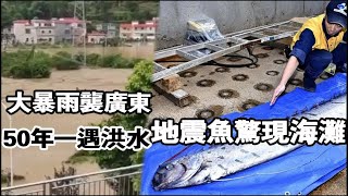 【粵語】異象襲廣東！50年一遇大洪水沖市區”地震魚“惊現海灘