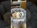 【チワワのミエル】朝が弱いチワワのミエル🐶 チワワとの暮らし チワワ chihuahua 癒し 今日のわんこ 犬のいる生活 dog goodmorning morning