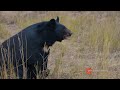 子どもたちは動物を助けよう！