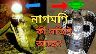 সাপের মণি আসলে কী? নাগমণি কল্পনা না বাস্তব? | নাগমণি রহস্য #Oisharikbandana #nagmani