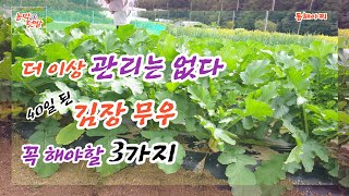 김장 무우(40일)  3가지만 해주면 더 이상 관리 필요 없다.If you do 3 kinds of pickled radish, you're done with care of it.