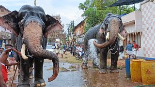 പാമ്പാടി രാജന് സുന്ദരനെ പേടിയോ || Pambadi rajan || Pampady sundaran