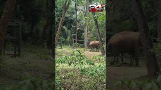 റെയിൽപാള വേലിയുടെ ഗെയിറ്റ് കടന്ന് ജനവാസ മേഖലയിലേക്ക് കൊമ്പൻ ; തുരത്തി വനപാലകർ | Wayanad