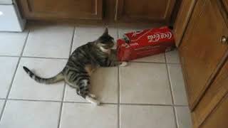 Funny Cat Jumps into Box tries to be like Maru