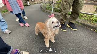 家族で静岡旅行、前編。犬連れは伊豆アニマルキングダムに行くべき。　American Cocker Spaniel　アメリカンコッカースパニエル