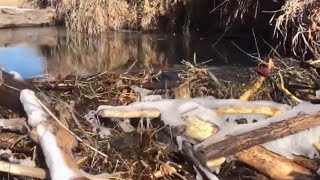 Frozen Beaver Dam Removal Unleashes A Icy Surge Of Water