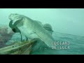 best sea bass spearfishing all best shots compilation in free diving