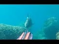 BEST SEA BASS SPEARFISHING  - ALL BEST SHOTS COMPILATION IN FREE DIVING