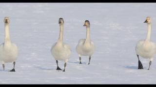 白鳥　コハクチョウの家族　よちよち歩き　北海道　空知　３月　4K動画撮影