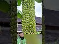 Pisangnya Siapa Nih Panjang Banget #pisang #buah #banana #pertanian #unik #viralvideo #shortsviral