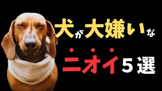 【注意】あまり知られていない、犬が大嫌いなニオイ【５選】