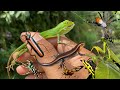 hunting for cute chameleons, baby lizards, praying mantis, jumping spiders