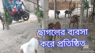 ছাগলের ব্যবসায় প্রতিষ্ঠিত দীলিপ বিশ্বাস | Goat  Business |