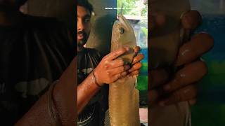 amazing Big silver AROWANA fish water changing time #shorts #shortsfeed #fish #fishing #arowana