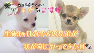 生後3ヶ月の子犬（チワワ）が我が家にやってきた日🐾【むぎすけちゃんねる】