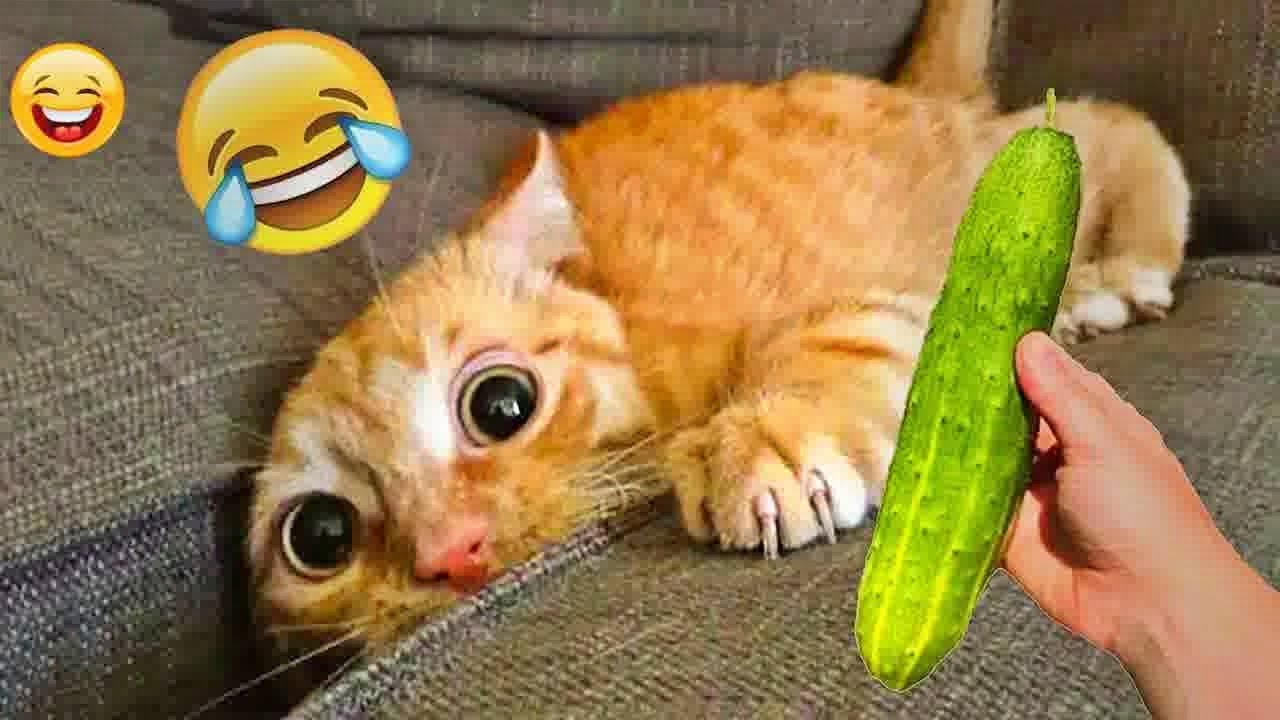 You Laugh You Loseёяш Funniest Dogs And Cats 2025ёяш ёяри Youtube
