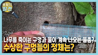 [생활의 발견] 나무를 죽이는 구멍과 물이 계속 나오는 물총이 있다? 수상한 구멍들 정체는?!  | KBS 210802 방송