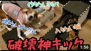 【ビーグルが暴れ狂う】#ビーグル #犬 #dog