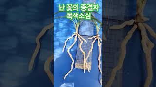 팬분의 요청으로 올려봅니다.   복색소심 정상소 1.4000 2. 3500 입니다.