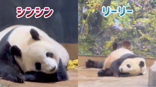 ママとパパの寝顔🐼😊　5月13日 Ueno Zoo Giant Panda