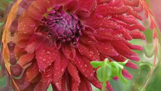 雨とダリア~百合が原公園 / Dahlias in the rain ~ Sapporo Yurigahara Park