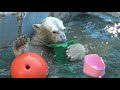 シロクマのホウちゃん💗プールの中からご挨拶【天王寺動物園】